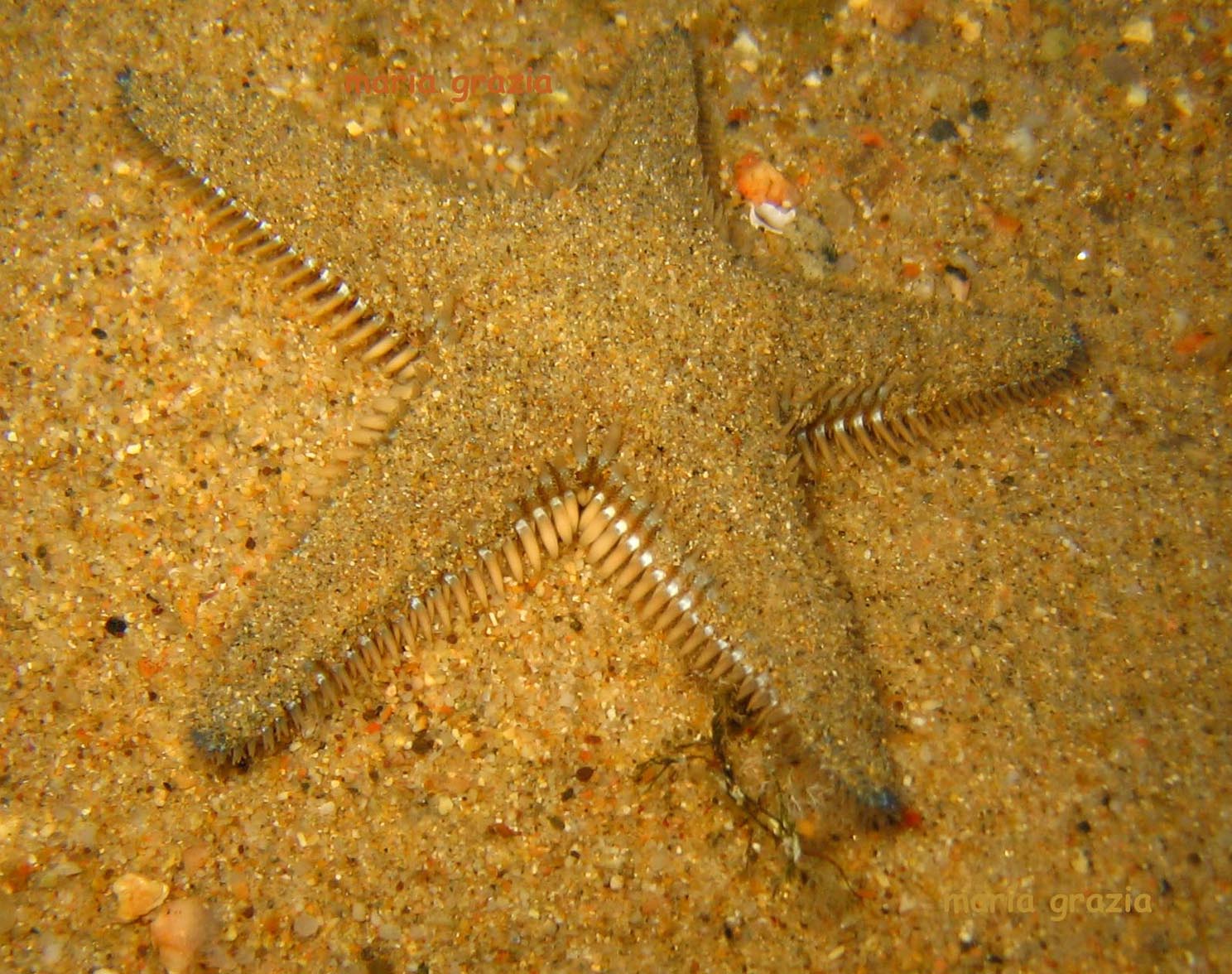 Astropecten platyacanthus
